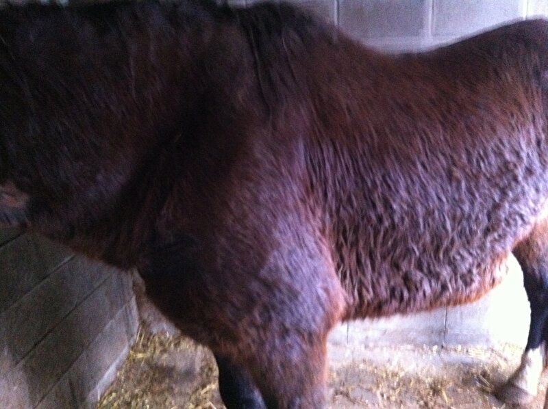 spierbevangen paard door kou