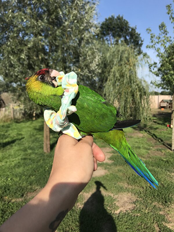 Afbeelding