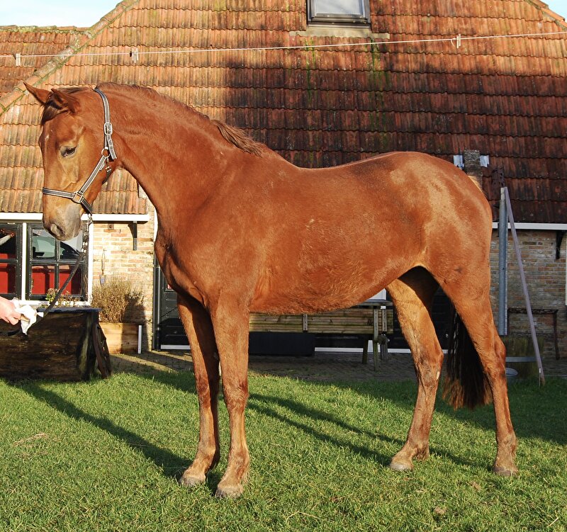 Afbeelding