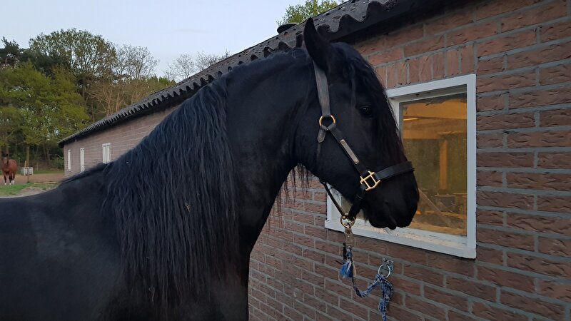 Afbeelding