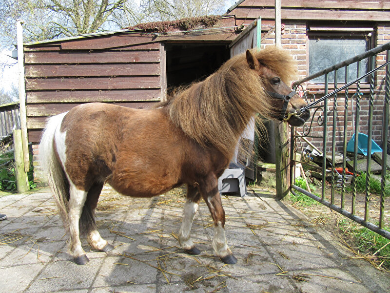 Afbeelding
