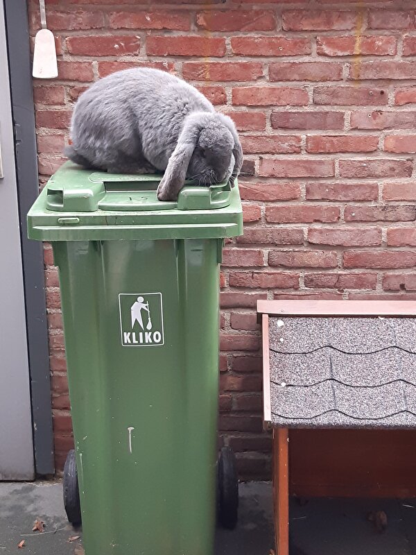 Afbeelding