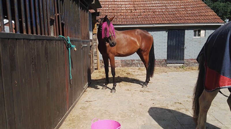 Afbeelding
