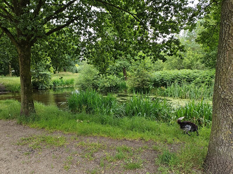 Afbeelding