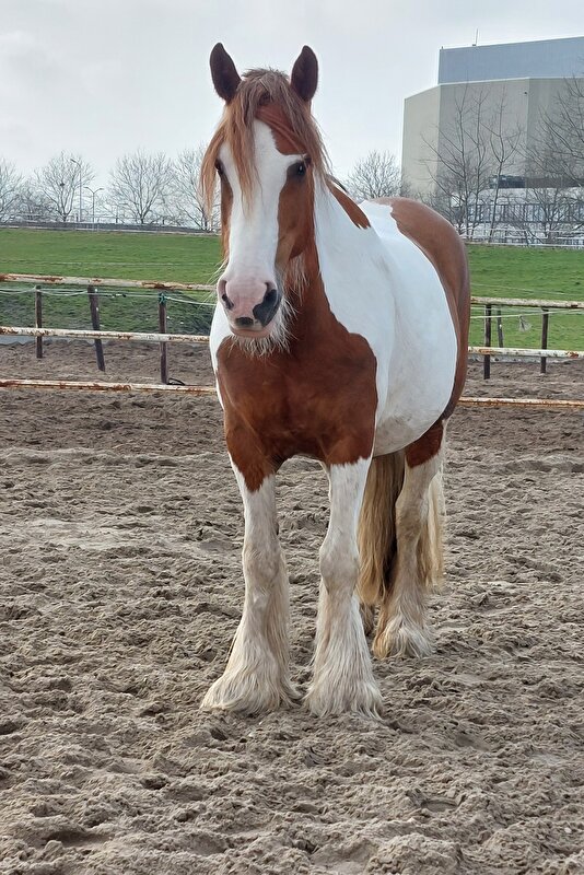 Afbeelding