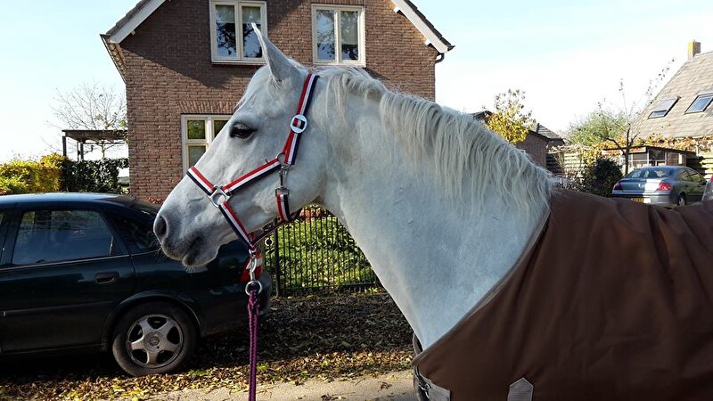 Afbeelding