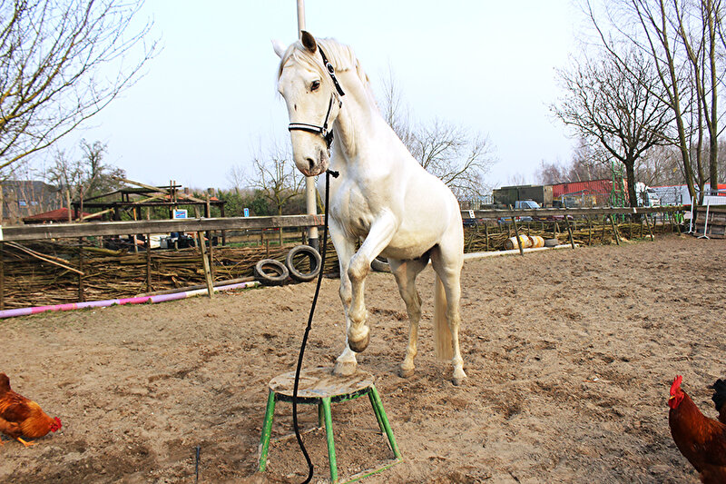 Afbeelding