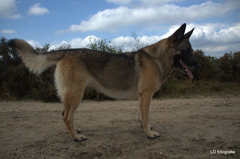 Afbeelding