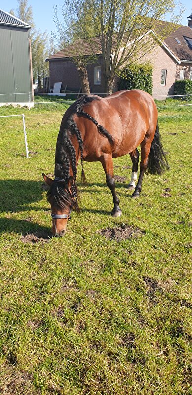 Afbeelding