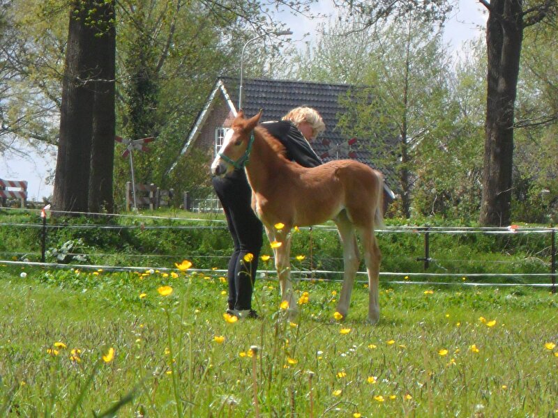 Afbeelding