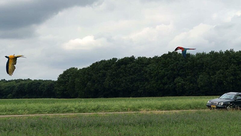 Afbeelding