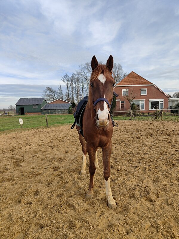 Afbeelding