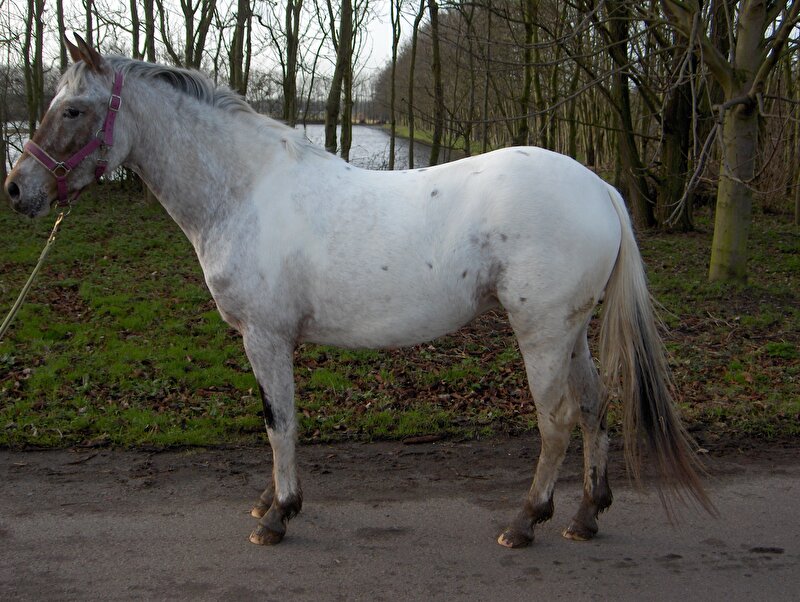 Afbeelding
