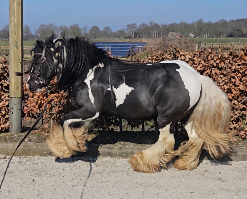 Afbeelding