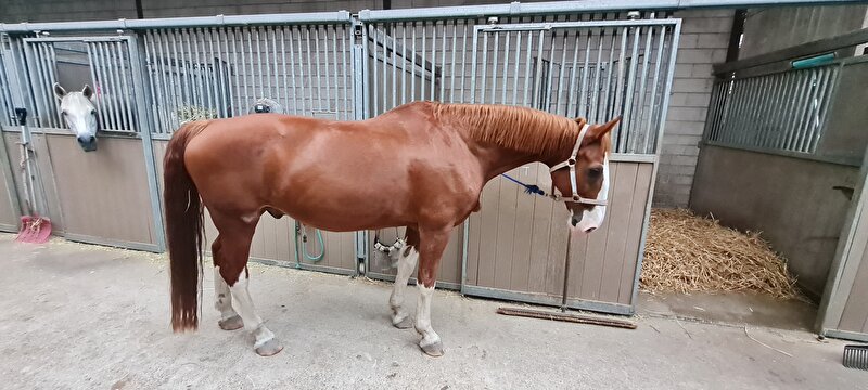 Afbeelding