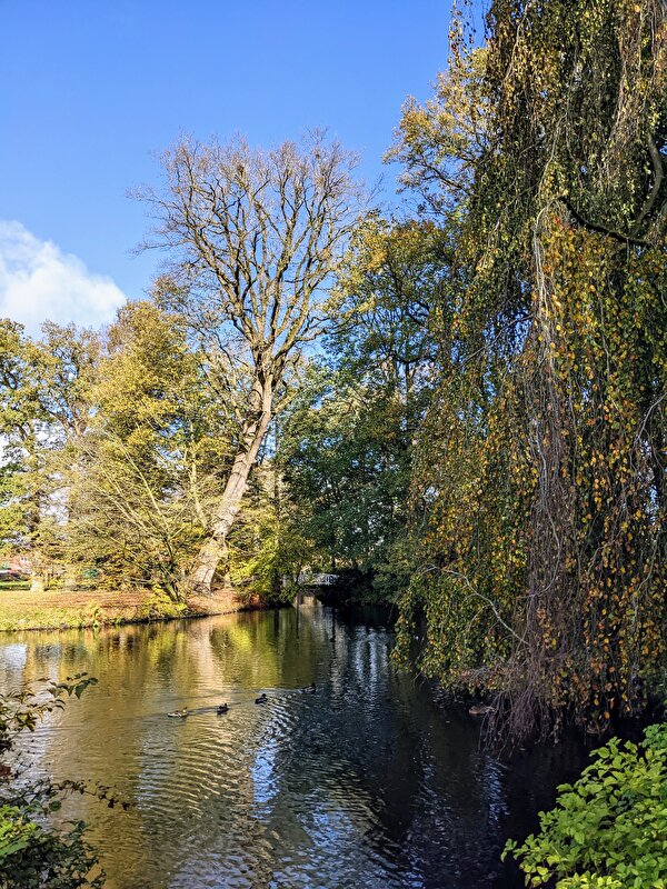 Afbeelding