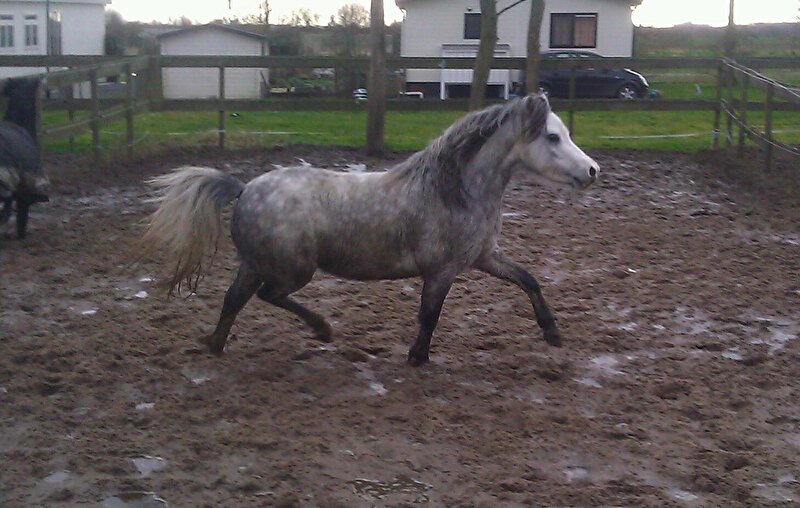 Van Veulen tot Paard • Bokt.nl