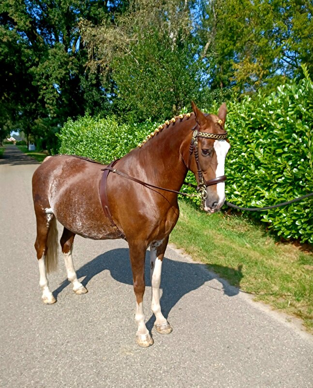 Afbeelding