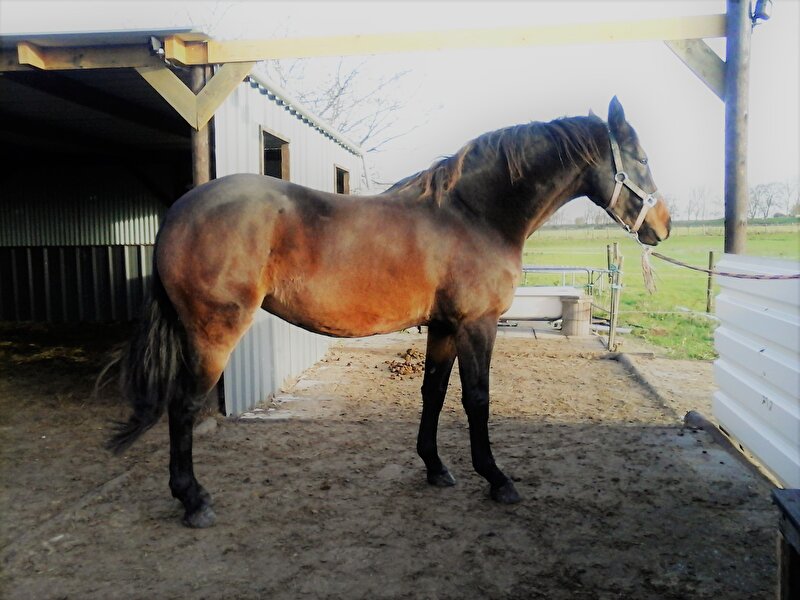 Afbeelding