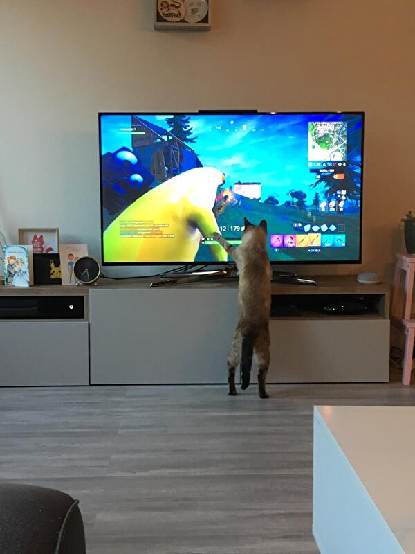 Mijn kat en TV verslaving • Bokt.nl