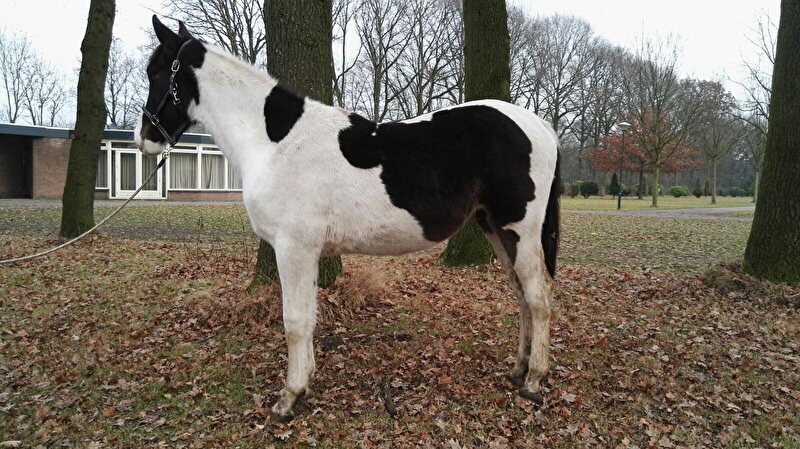 Afbeelding