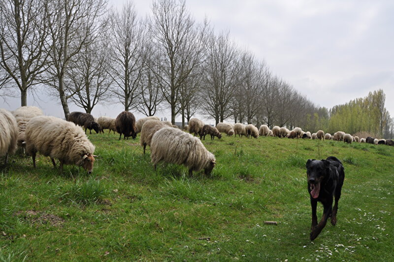 Afbeelding