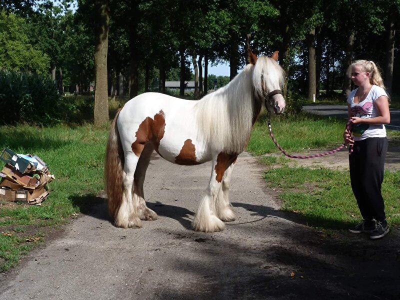 Afbeelding