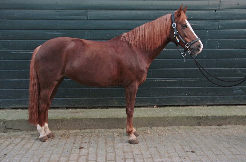 Afbeelding