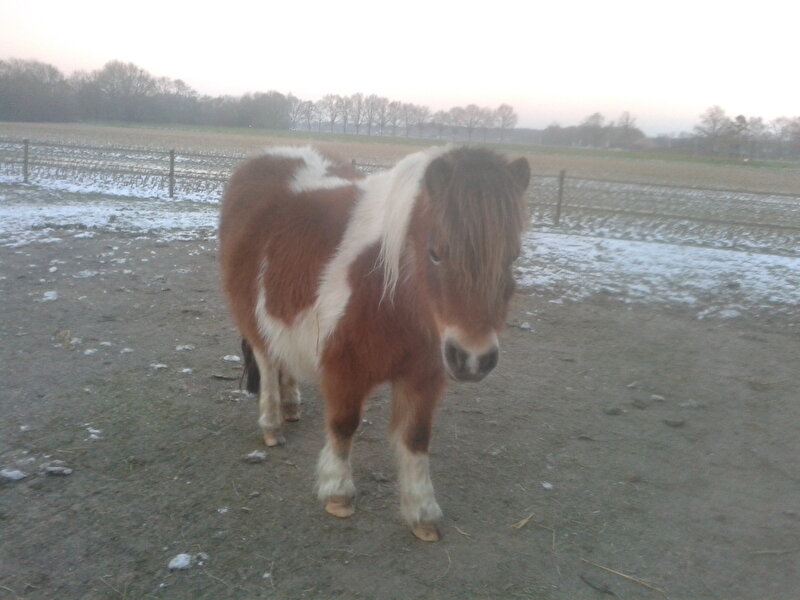 Afbeelding