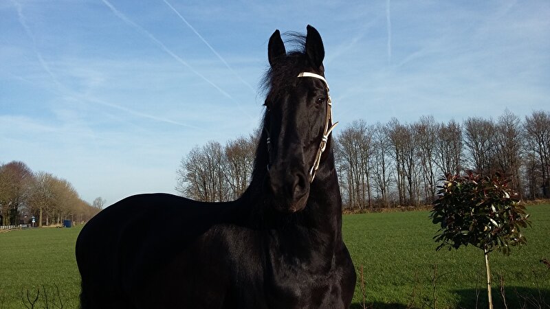 Afbeelding