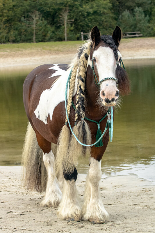 Afbeelding