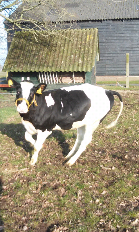 Afbeelding