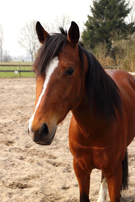 Afbeelding