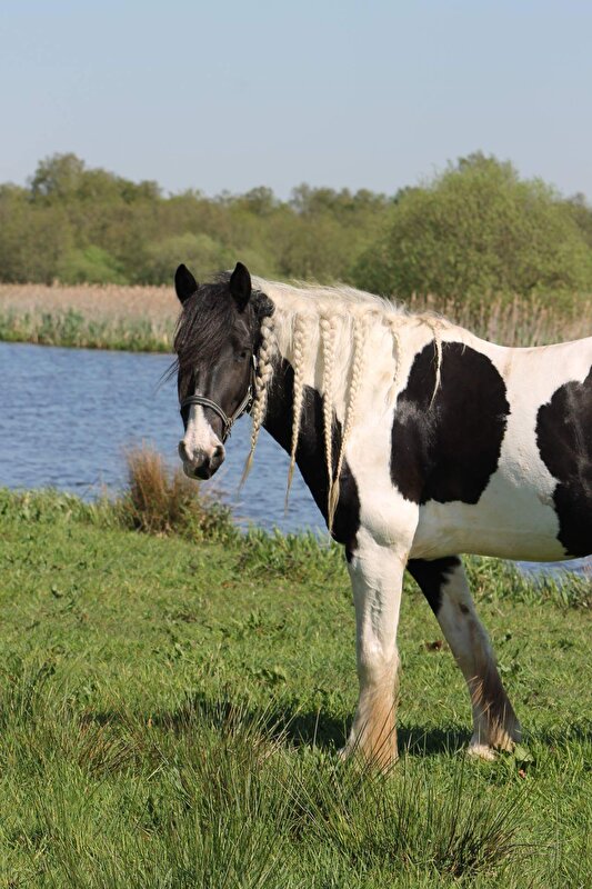 Afbeelding