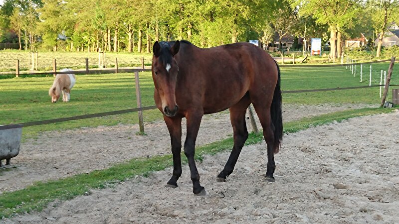 Afbeelding