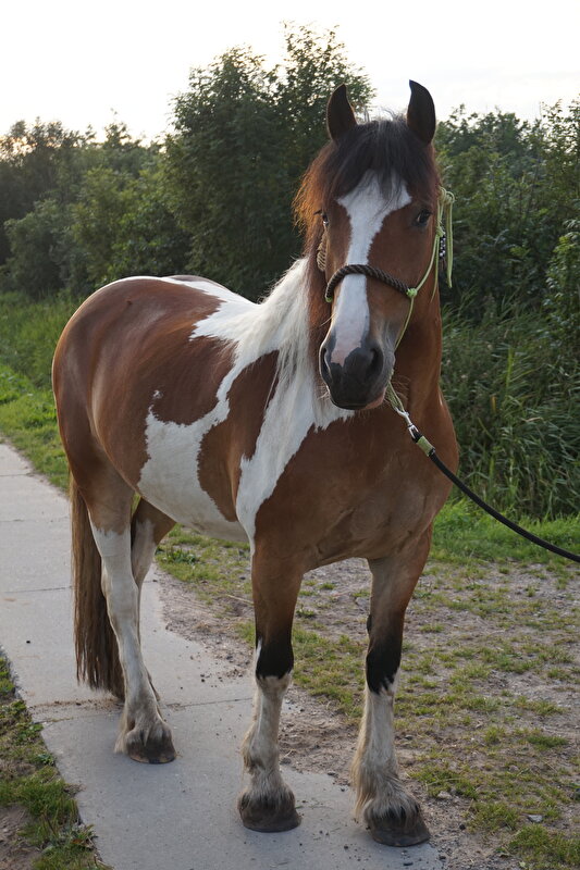 Afbeelding