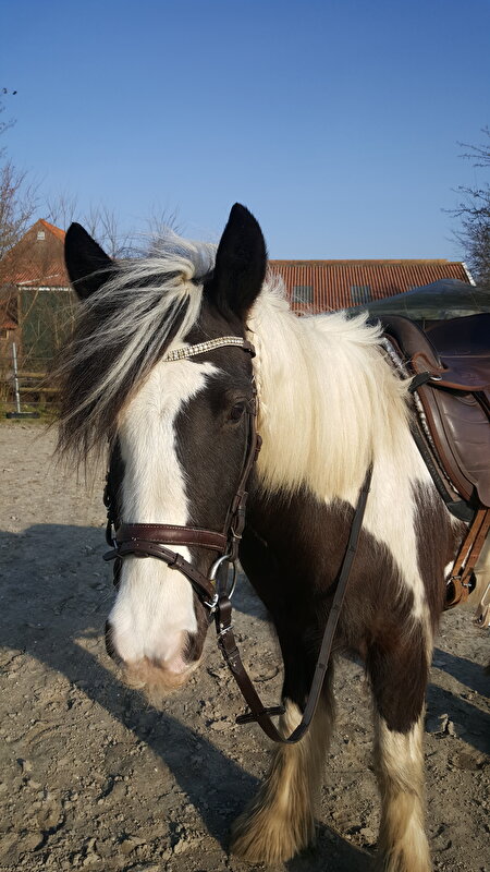 Afbeelding