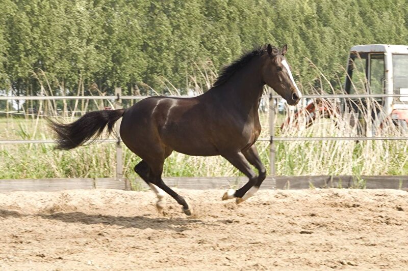 Afbeelding