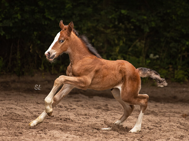 Afbeelding