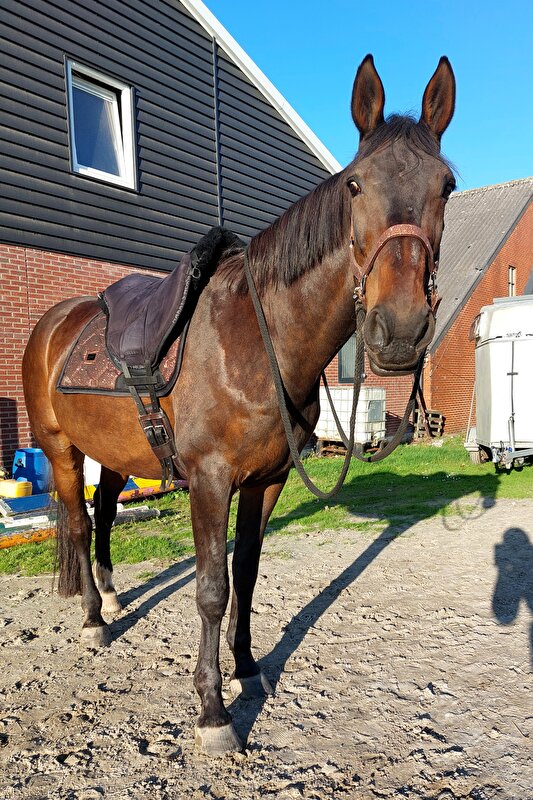 Afbeelding
