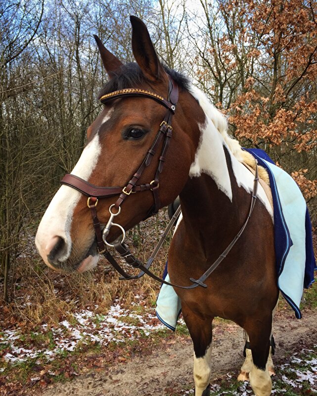 Afbeelding