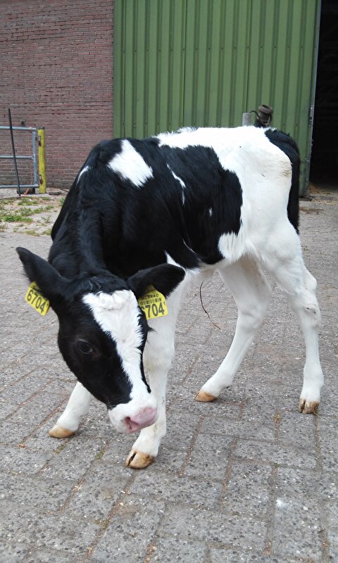 Afbeelding