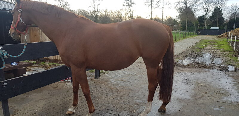 Afbeelding