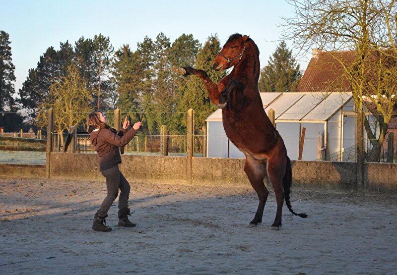 Afbeelding