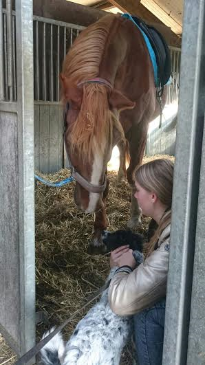 Afbeelding