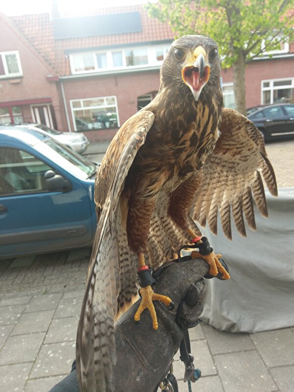 Afbeelding