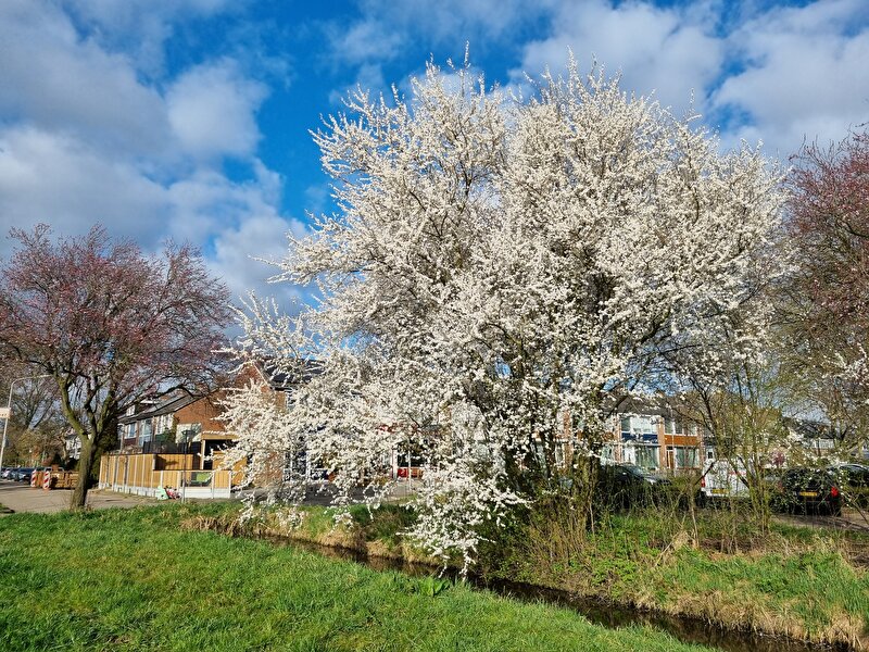 Afbeelding