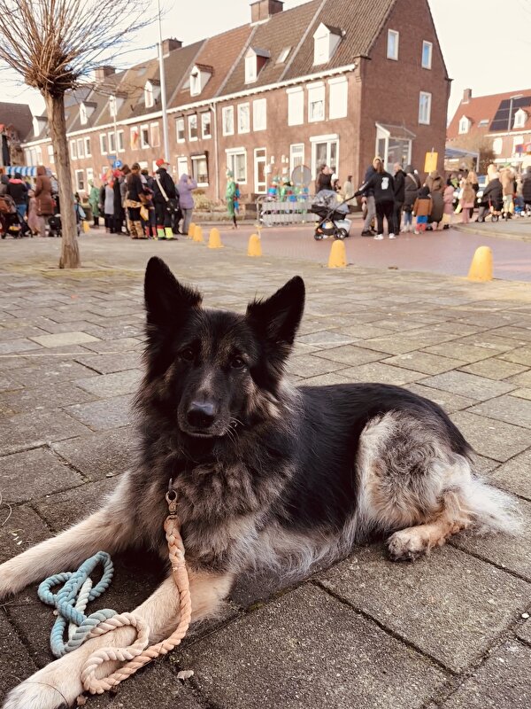 Afbeelding