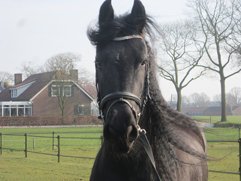 Afbeelding
