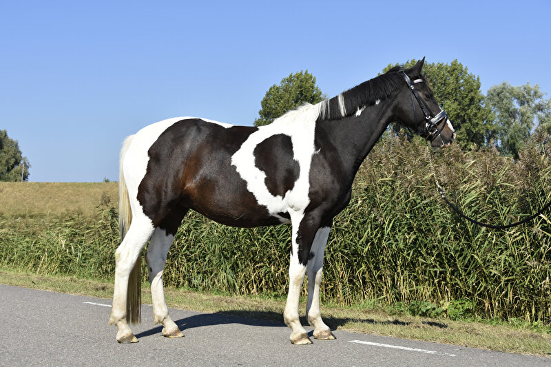 Afbeelding